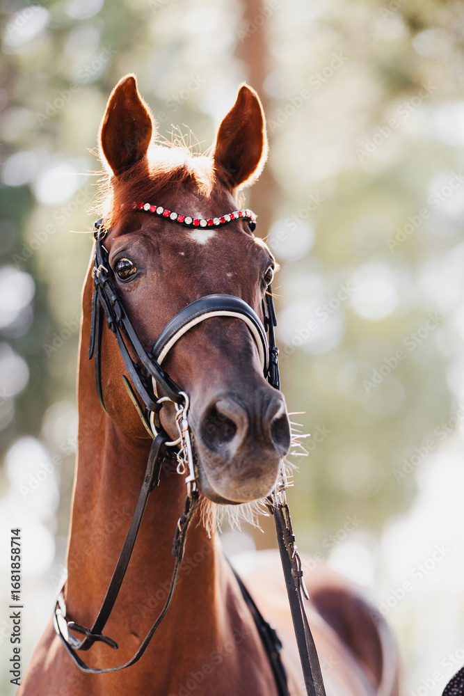 Fototapeta premium Close up of a horse head in harness - sport horse tired look