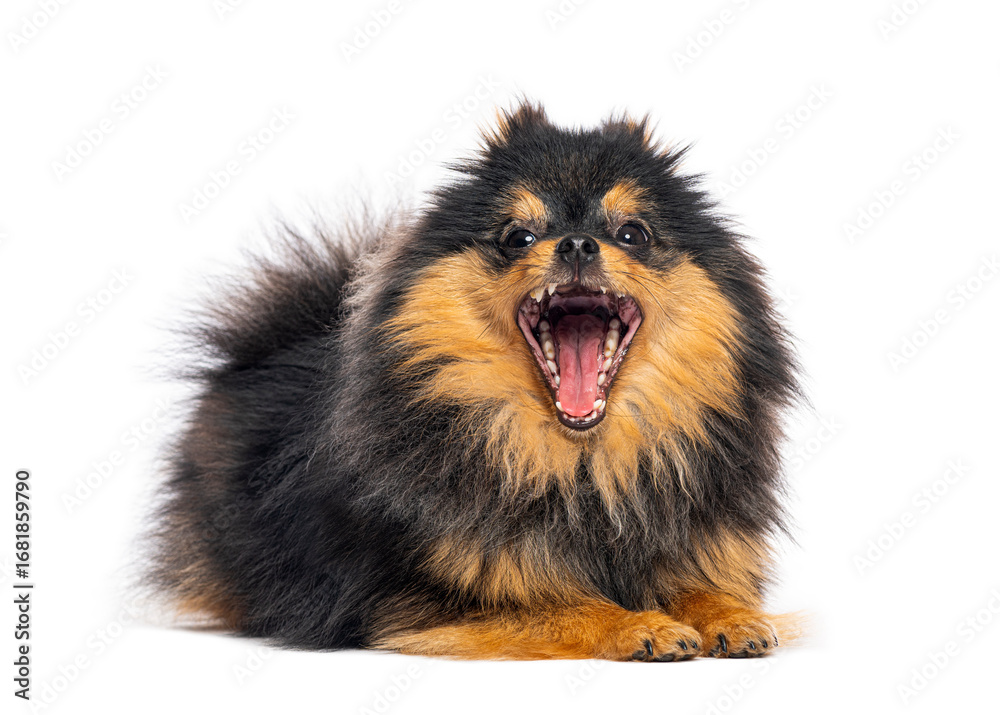 Fototapeta premium Angry pomeranian dog barking on white background