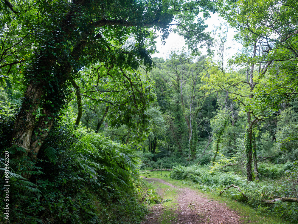Obraz premium forest landscape near bossington and selworthy in national park exmoor