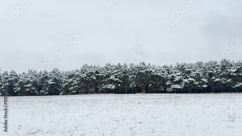 Wallpaper Mural Winter fairytale in the wild, Snow-covered pines in mist, Frozen natural environment, Frosted tree branches in woods, Beautiful serene snowy landscape, Winter weather in the countryside, Chilly winter Torontodigital.ca