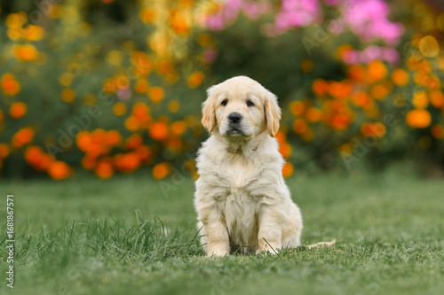 small dog golden retriever puppy sits on the grass in summer near flowers. summer walk with a dog