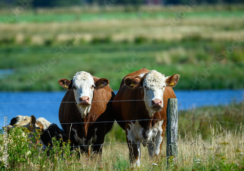 Two brown and white cows stand close to a wooden post, with a verdant field and a calm river in the background under clear blue skies, showcasing rural tranquility