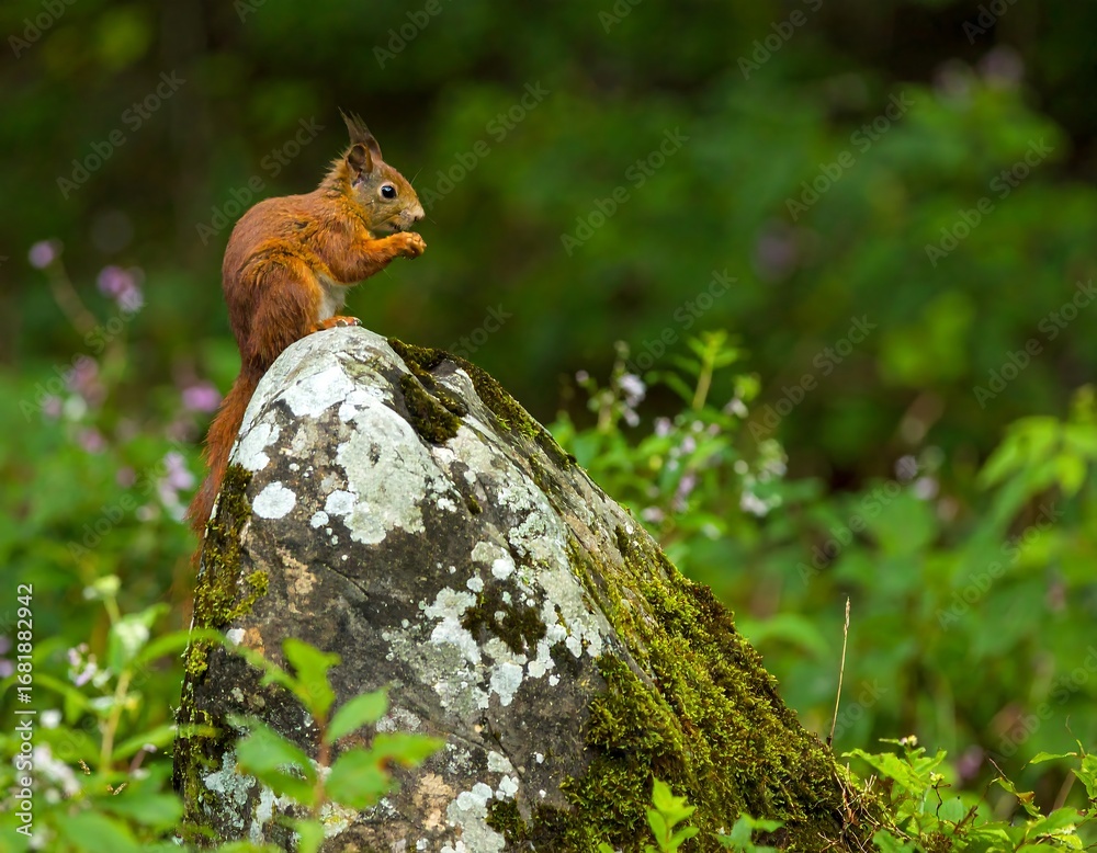 Fototapeta premium Red squirrel perched on a rock in a forest