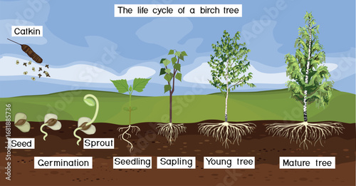Summer landscape with life cycle of birch tree (Betula pendula). Growth stages from seed and sprout to old tree old tree with root system and green crown