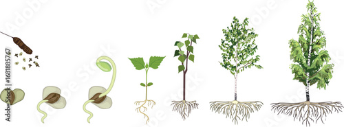 Life cycle of birch tree (Betula pendula). Growth stages from seed and sprout to old tree old tree with root system and green crown isolated on white background	