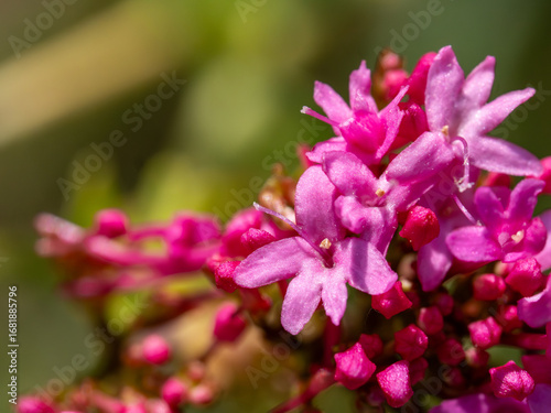 Close up of Red Valerian
