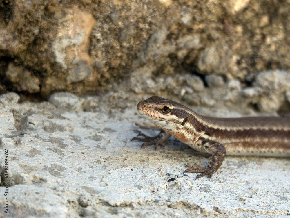 Fototapeta premium Troodos Lizard, Phoenicolacerta