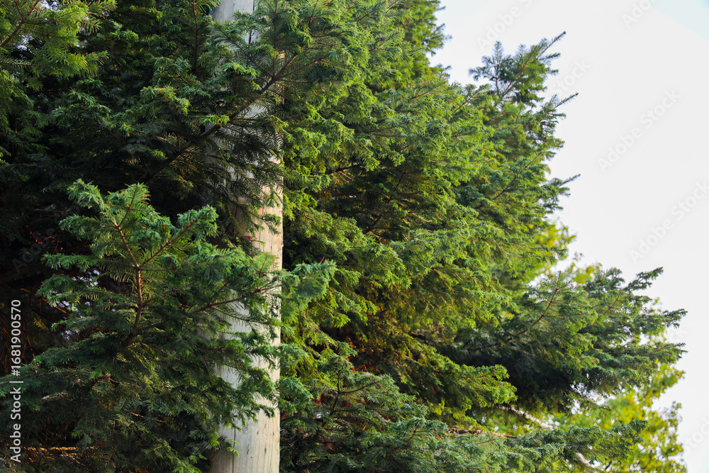 Obraz premium light pole surrounded by pine branches