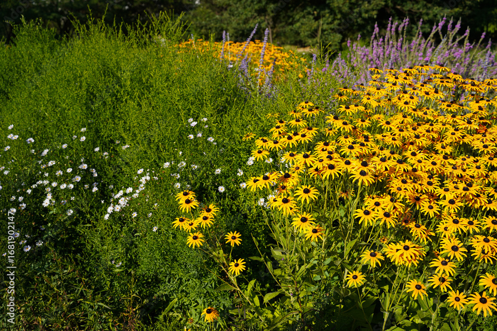 Obraz premium Flowers of Rudbeckia in the garden