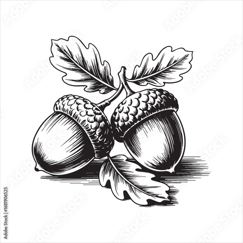 Hand Drawn Acorn Illustration Black and White,Vintage Acorn Sketch Isolated on White,Detailed Acorn Drawing in Engraving Style,Botanical Acorn Artwork in Line Art Style,Classic Acorn Vector in Hand