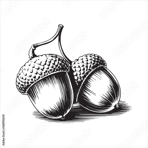 Hand Drawn Acorn Illustration Black and White,Vintage Acorn Sketch Isolated on White,Detailed Acorn Drawing in Engraving Style,Botanical Acorn Artwork in Line Art Style,Classic Acorn Vector in Hand