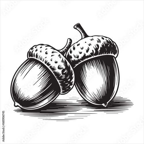 Hand Drawn Acorn Illustration Black and White,Vintage Acorn Sketch Isolated on White,Detailed Acorn Drawing in Engraving Style,Botanical Acorn Artwork in Line Art Style,Classic Acorn Vector in Hand