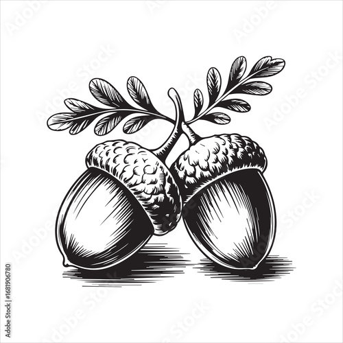 Hand Drawn Acorn Illustration Black and White,Vintage Acorn Sketch Isolated on White,Detailed Acorn Drawing in Engraving Style,Botanical Acorn Artwork in Line Art Style,Classic Acorn Vector in Hand