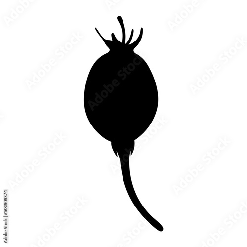 Dramatic silhouette of a poppy seed head, symbolizing opium and remembrance.