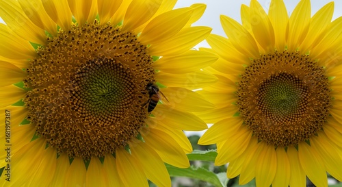 Radiant sunflower duo with a diligent bee gathering pollen amidst golden petals