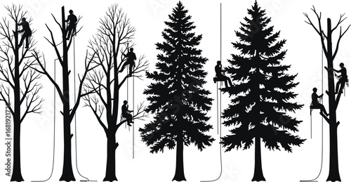 Silhouettes of arborists climbing and cutting trees, professional tree trimming, forest maintenance, landscape care, environmental conservation, vector illustration