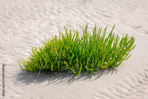 Selective focus of green plant on the seashore, Salicornia europaea known as marsh samphire, Common glasswort or just glasswort is a halophytic annual dicot flowering plant, Nature greenery background