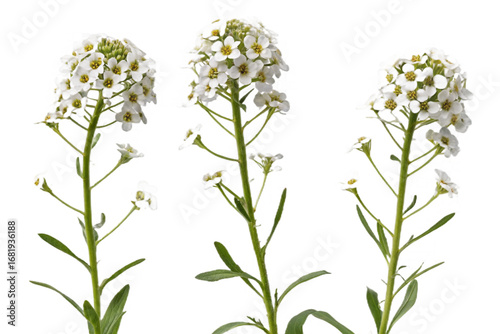 Realistic alyssum flowers evenly spaced no isolated on a transparent background white flowers