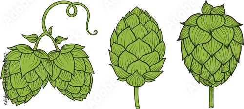 Illustration of three green hop cones with leaves on white background