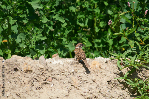 A sparrow sits on an apple tree branch in search of food.