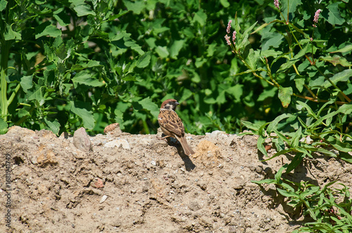 A sparrow sits on an apple tree branch in search of food.
