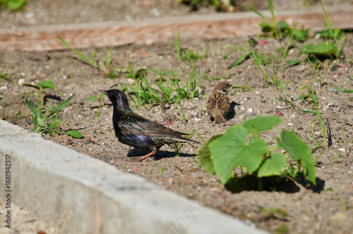 A common starling sits on a concrete curb.