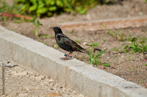 A common starling sits on a concrete curb.
