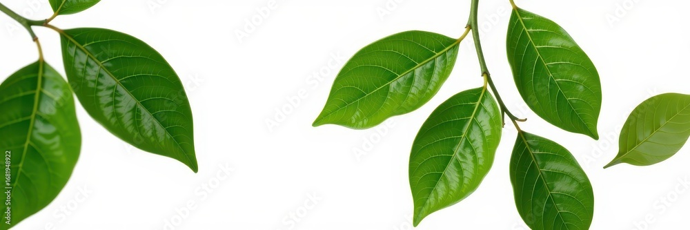 Obraz premium Vibrant green lemon leaf isolated on pure white background, ready for your design projects. Perfect for culinary, cosmetic, or botanical themes, botany, healthy, herb