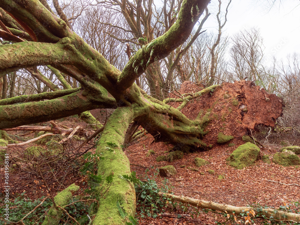 Obraz premium Scene in a forest park after powerful hurricane with trees fallen on the ground. Effect of a strong storm wind. Destruction caused by nature to nature. Nobody. Green and brown tone.