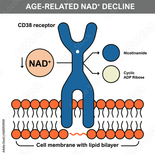 Illustration showing age-related NAD Plus depletion, CD38 receptor activity, and NAD Plus conversion into nicotinamide and cyclic ADP ribose in the cell membrane.