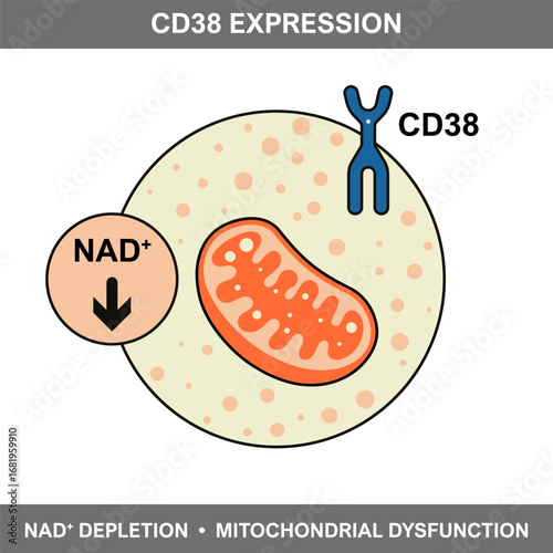 Diagram illustrating CD38 expression, NAD Plus depletion, and mitochondrial dysfunction, highlighting cellular aging and metabolic decline processes.