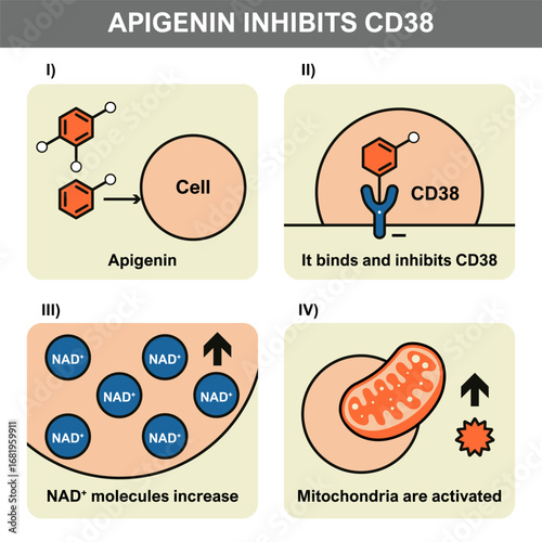Scientific infographic showing how apigenin inhibits CD38, increases NAD Plus levels, and activates mitochondria for enhanced cellular energy and function