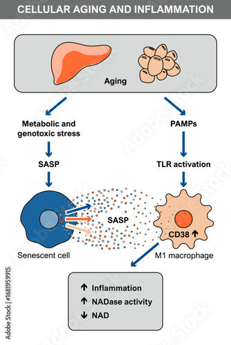 Diagram explaining cellular aging, inflammation, SASP secretion, and CD38 activation in macrophages, contributing to NAD depletion and metabolic stress.