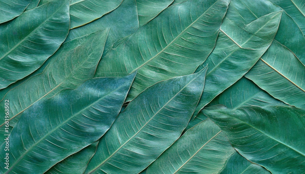 Obraz premium The image shows many large, long, dark green leaves arranged in an overlapping pattern to create a textured background.