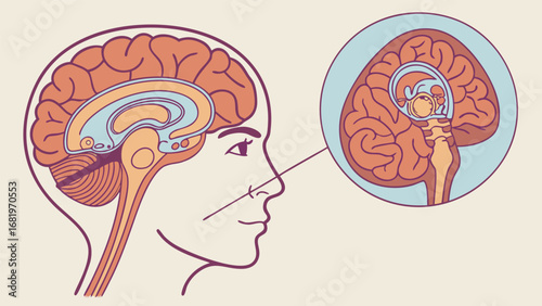 Detailed stylized human brain anatomy showing internal structures and cerebral cortex