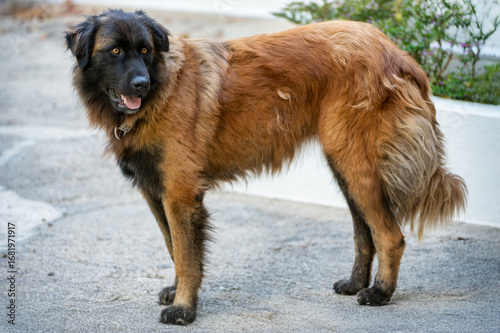Portrait of a Serra da Estrela Mountain Dog outdoors