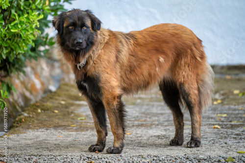 Serra da Estrela Mountain Dog standing outdoors