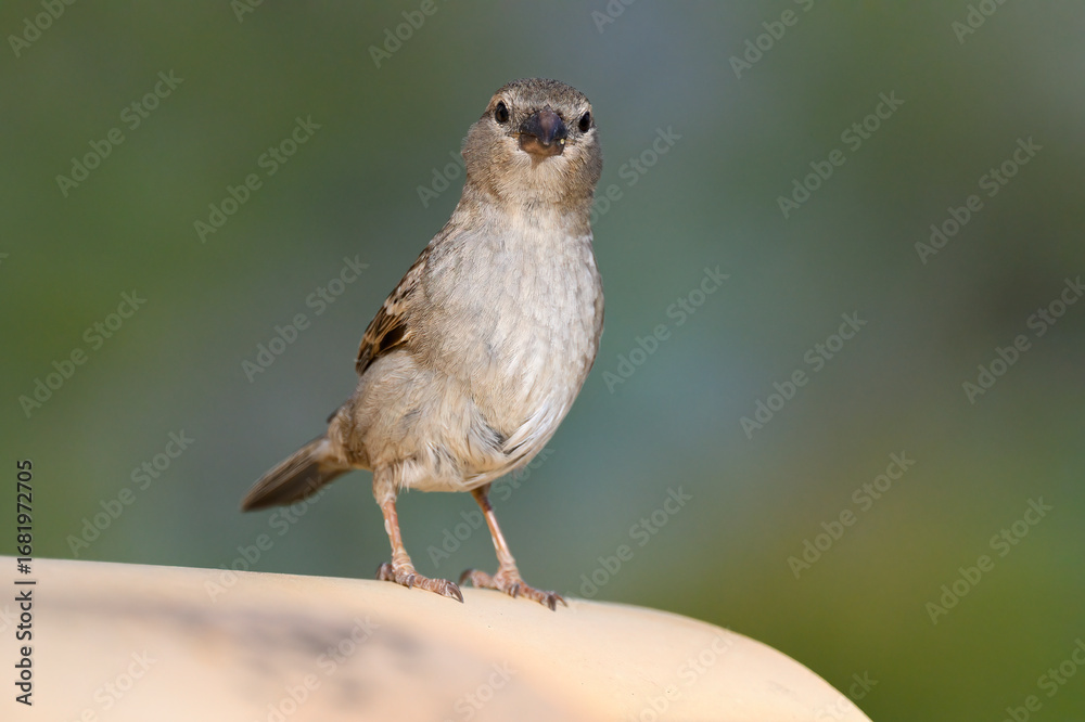 Naklejka premium House Sparrow, Passer domesticus, adult female on tiled rooftop near to nest site. Mallorca, Spain