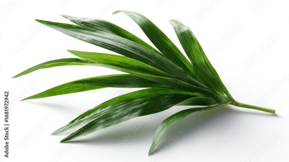 Fototapeta premium Bunch of vibrant green, elongated leaves radiating from a small stem