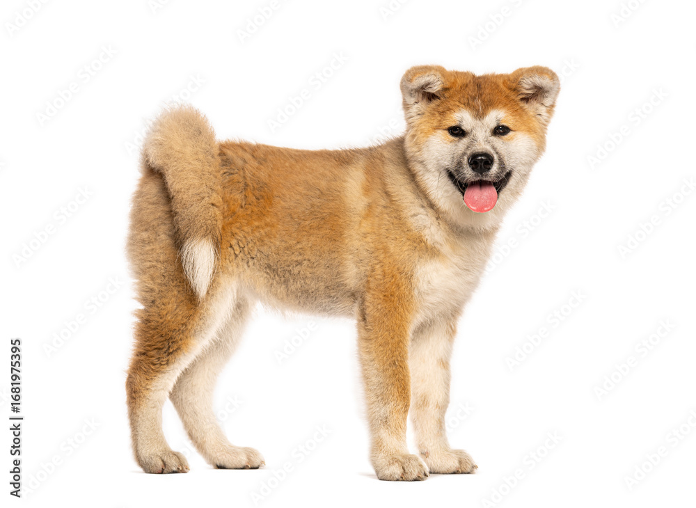 Adorable akita inu puppy standing and panting on white background Adorable akita inu puppy standing and panting on white background