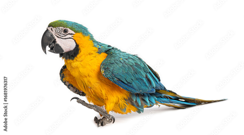 Fototapeta premium Eight month old blue and yellow macaw perching on white background