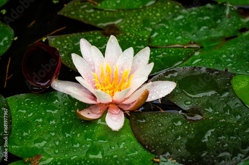 Blooming pink lotus flower floating on the water surface	