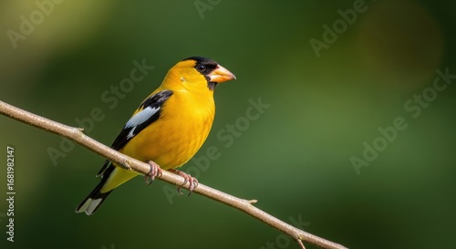 Vibrant american goldfinch perched on branch against green background