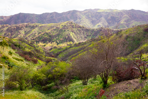Bild auf Leinwand Regrowth after the January 2025 Santa Monica Mountains Wildfire