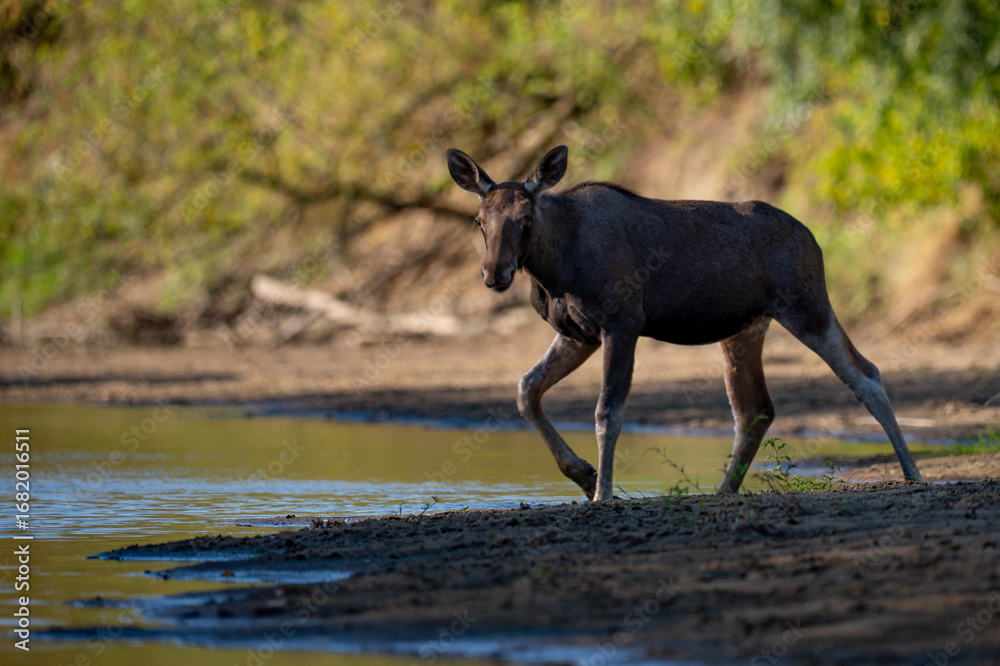 Fototapeta premium moose in the bushes