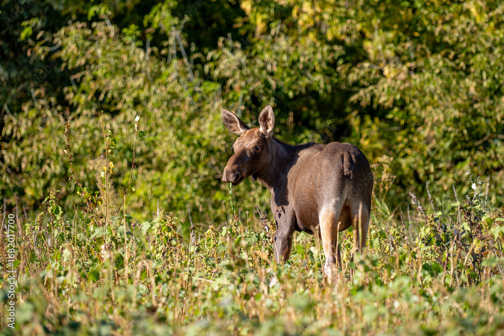 Fototapeta premium moose in the bushes