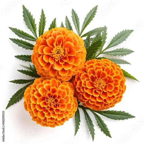 Three vibrant orange marigold flowers with green foliage arranged on a clean white background