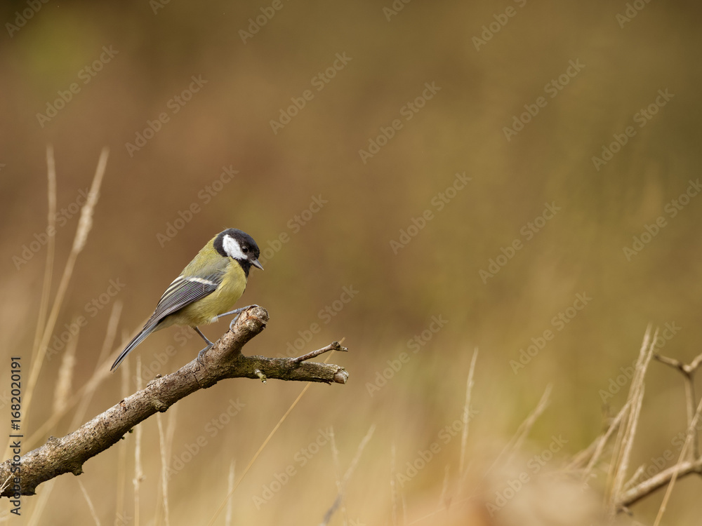 Fototapeta premium A Great Tit - Parus Major, perching on a branch side on looking down, against a yellow brown background with long grass and copy space.
