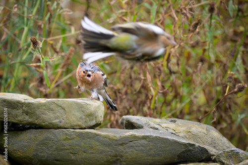An angry male Chaffinch, Fringilla coelebs, standing on a stone wall warns off second Chaffinch flying past. the background is weeds and undergrowth.