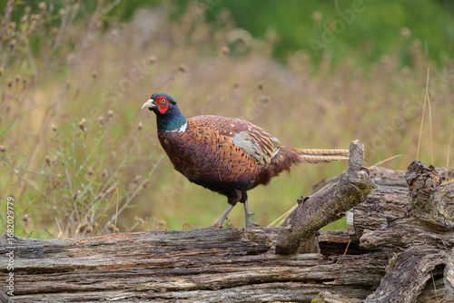 A Pheasant - Phasianus colchicus, walking to the left on a fallen log, a background of Nap-Weed in seed, green and light brown.